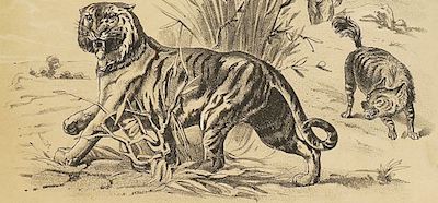 tiger and hyena